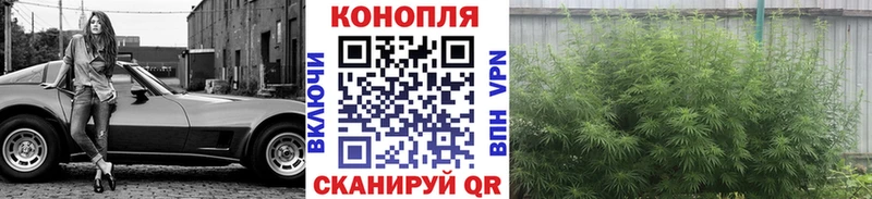 Шишки марихуана план  Зубцов 
